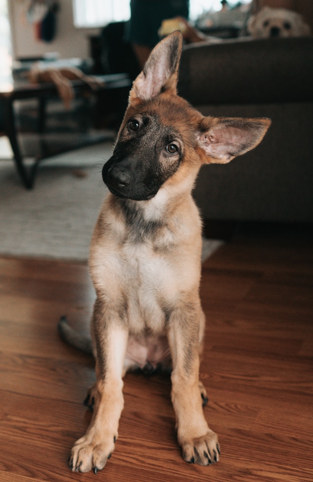 Your Guide to Choosing the Perfect Alsatian Shepherd Puppy